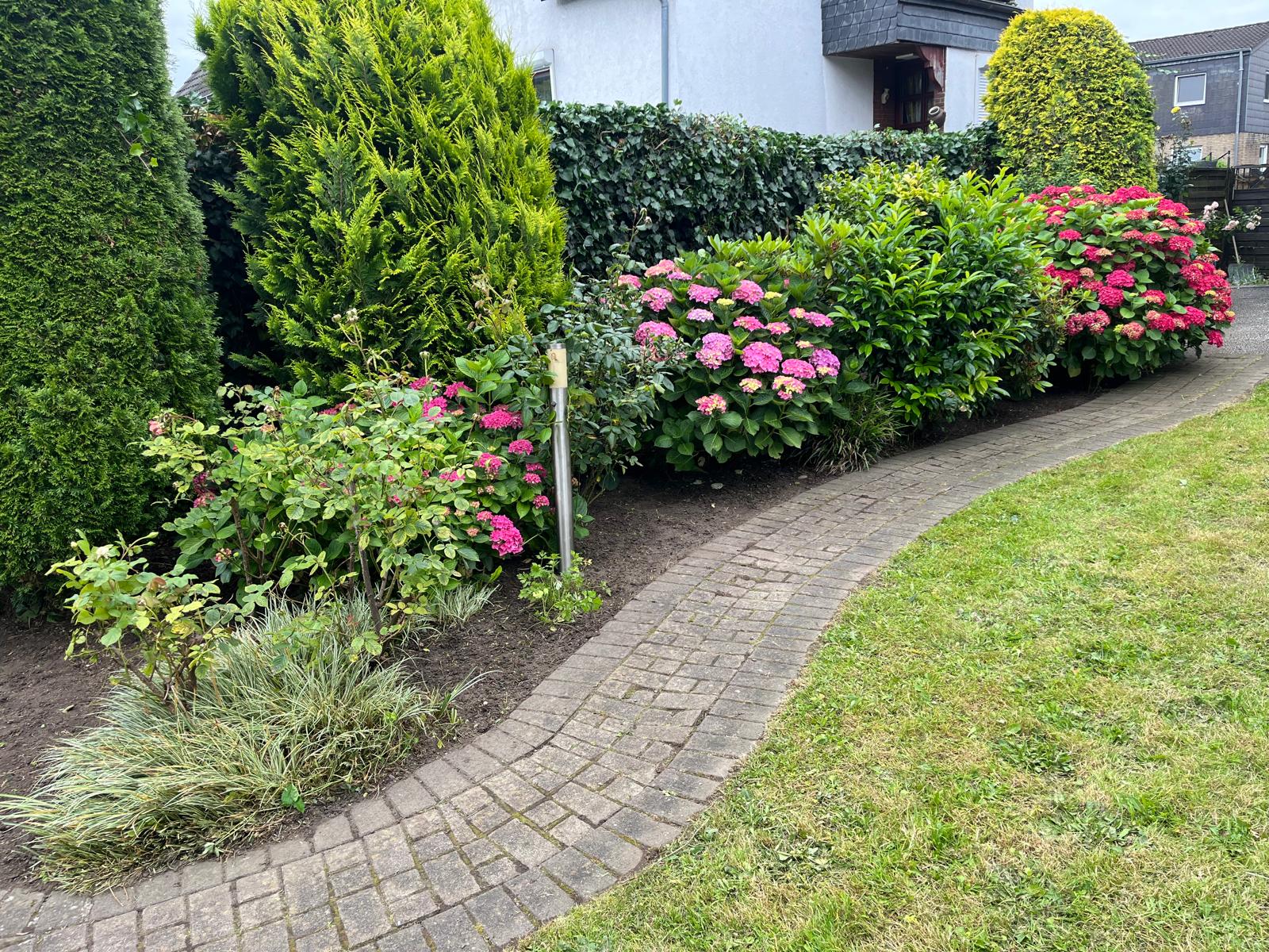 Gepflegter Gartenweg mit Hortensien und geschnittenen Hecken
